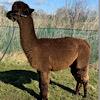 TOFT Jargel Elite Brown huacaya female for sale at TOFT Alpaca Stud